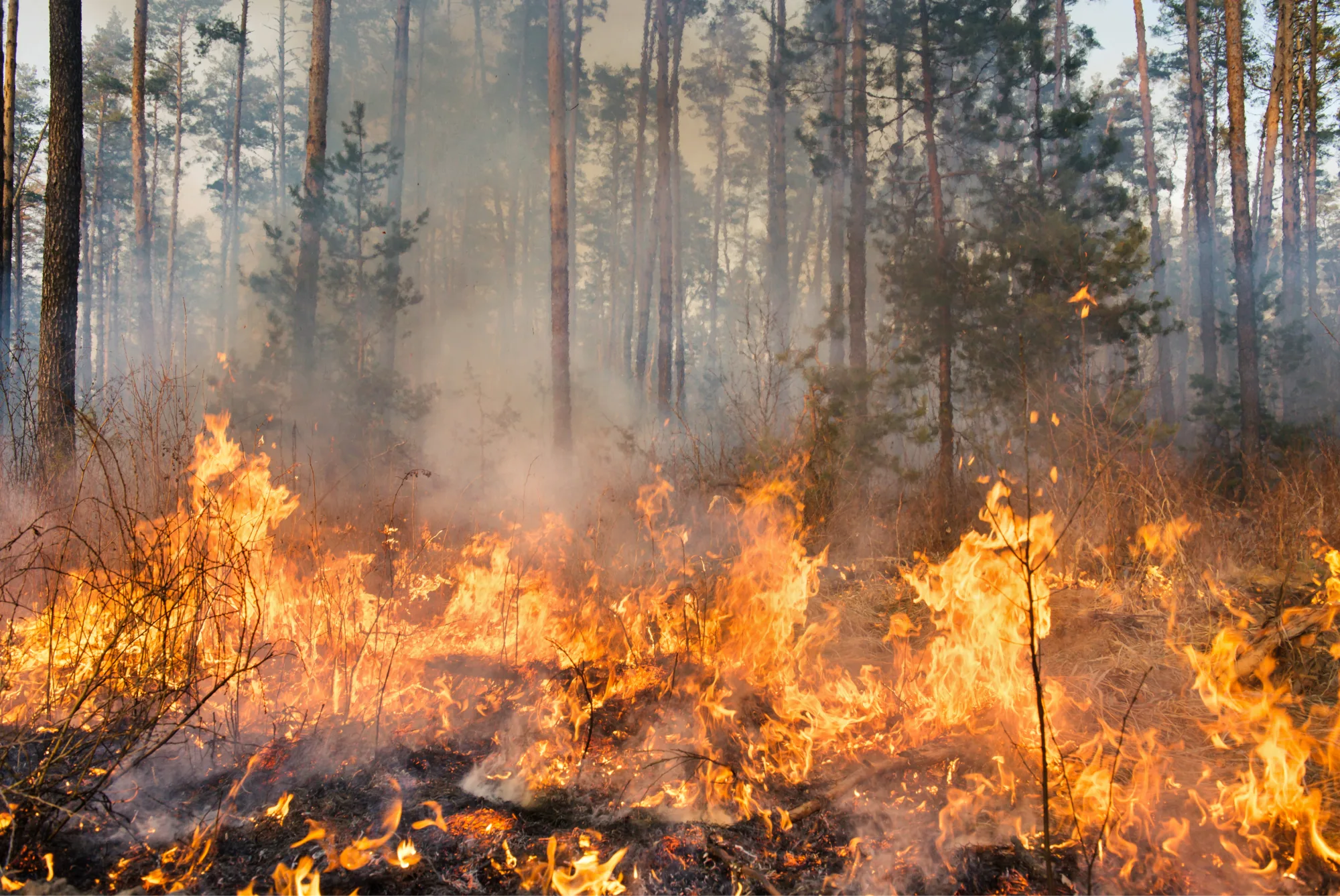 Waldbrandgefahr & Graslandfeuergefahr