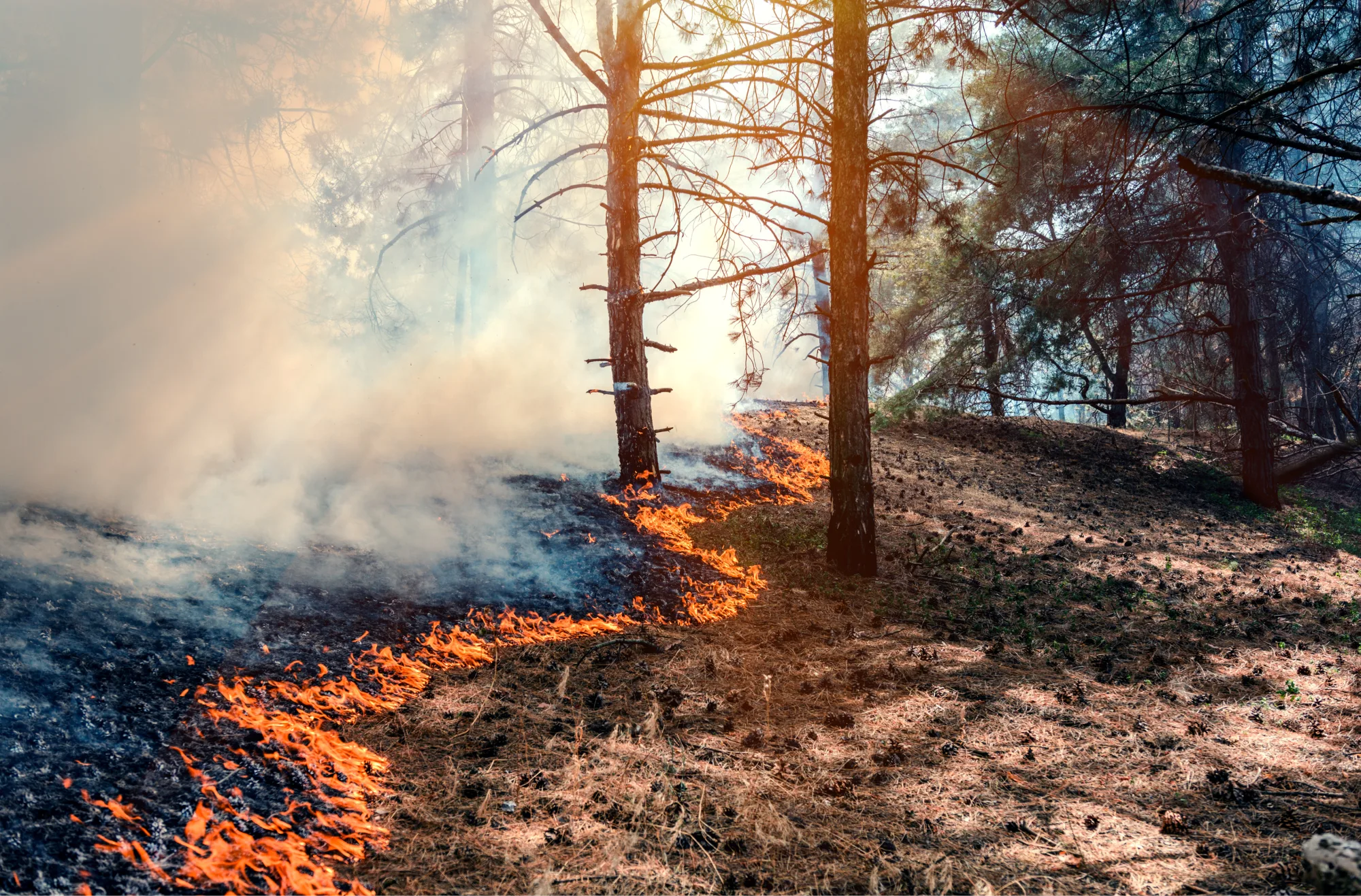 Waldbrandgefahr und Graslandfeuergefahr steigt erneut an
