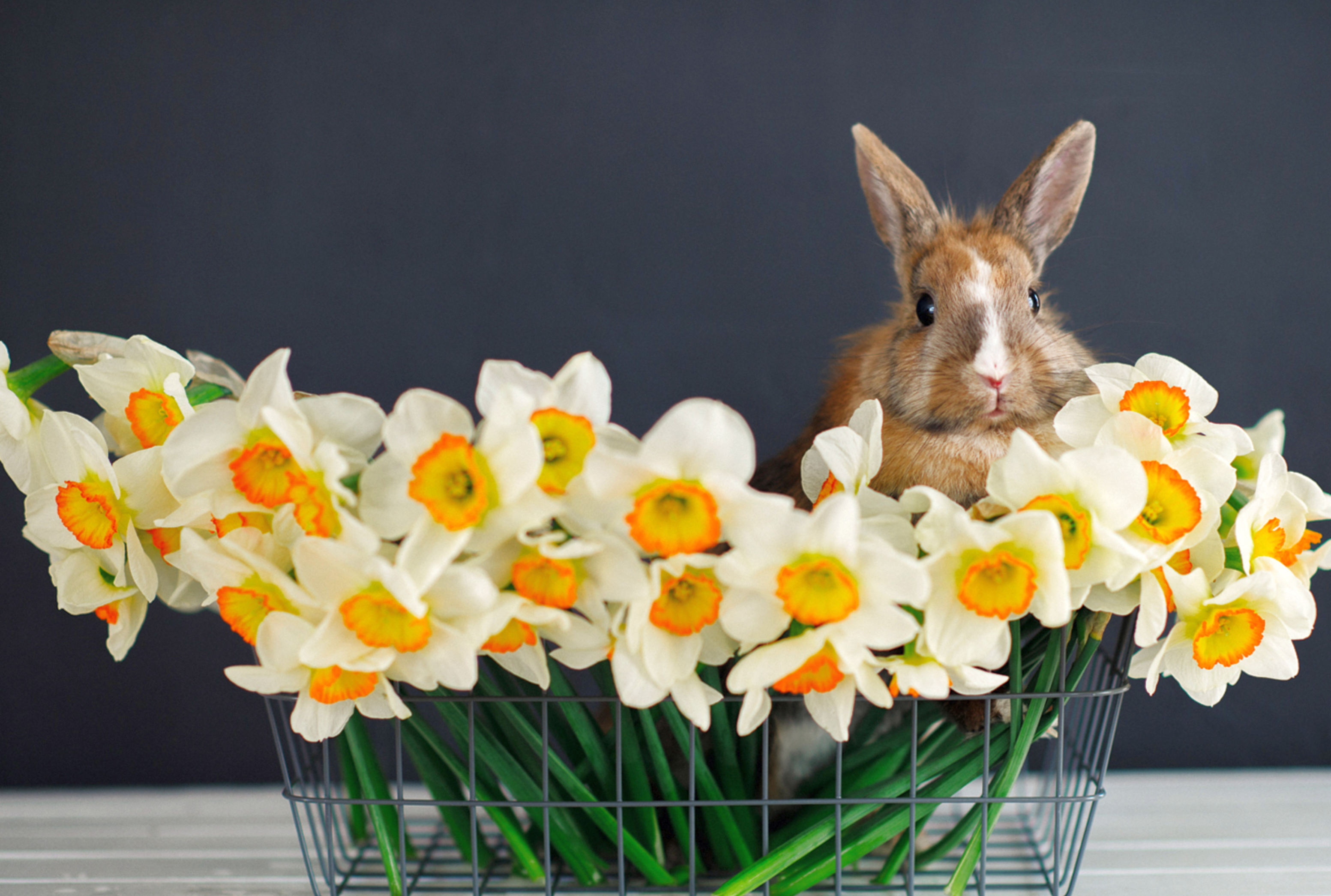 Ein letztes Update vor Ostern zu Ostern